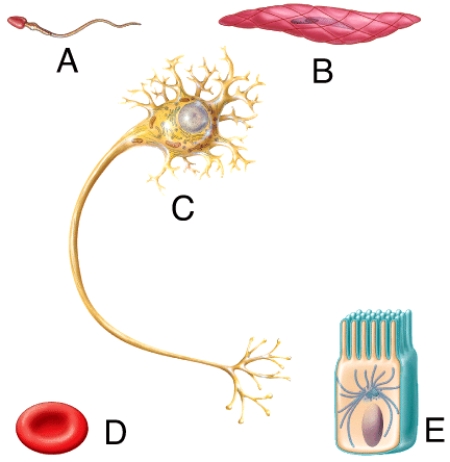 Which of the cells in the diagram are found in the walls of blood vessels where they function to narrow or widen the path for blood flow through that vessel?   A) A B) B C) C D) D E) E