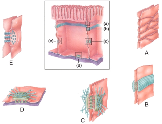 In the diagram shown below,which cellular junction is a tight junction?   A) A B) B C) C D) D E) E