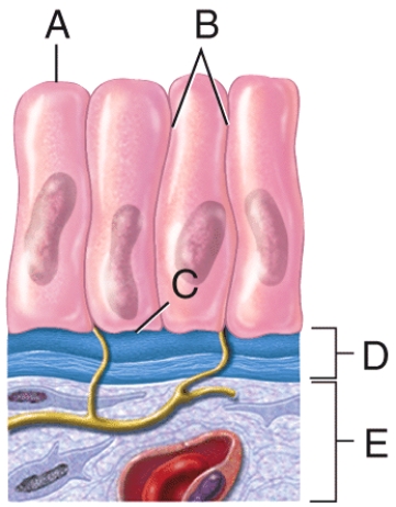 In the diagram shown below,where is the apical surface of the epithelial cell?   A) A B) B C) C D) D E) E
