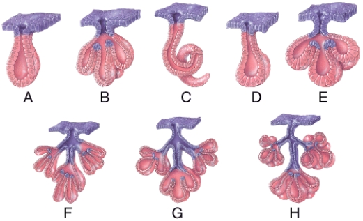 Which of the diagrams in the figure below represents a compound tubuloacinar exocrine gland?   A) D B) E C) F D) G E) H
