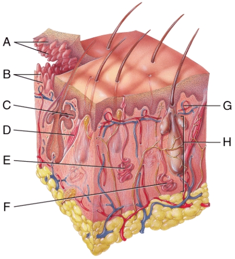 In the diagram of skin shown below,where is the sebaceous gland?   A) C B) D C) E D) F E) H