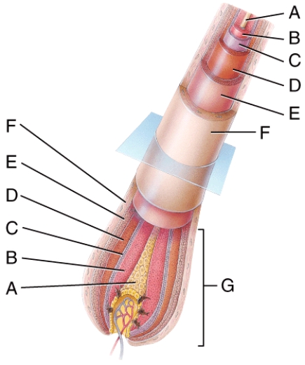 In the diagram of a hair root shown,where is the dermal root sheath?   A) C B) D C) E D) F E) G