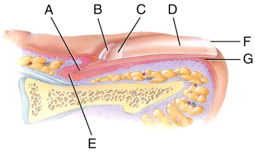 In the figure of a sagittal section of a fingernail shown below,where is the nail matrix?   A) A B) C C) E D) F E) G