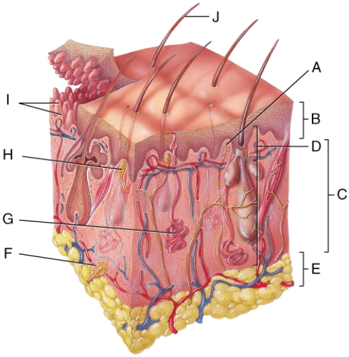 Which letter is pointing to the subcutaneous layer of the skin in the figure?   A) C B) E C) B D) J E) I