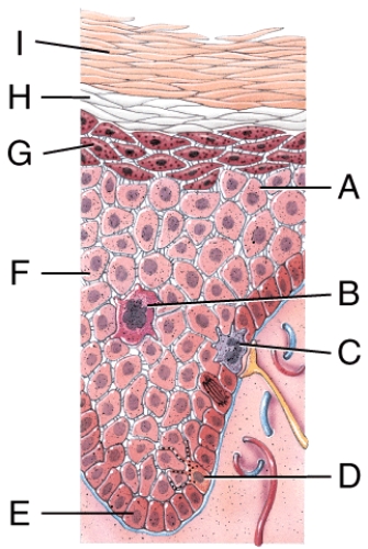 Which structure in the figure produces a pigment that contributes to skin color and absorbs UV radiation?   A) A B) B C) C D) D E) G