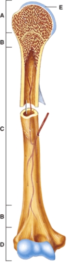 What structure in the diagram is the only place on a long bone NOT covered by the periosteum?   A) A B) B C) C D) D E) E