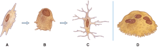 What type of bone cell starts forming the bone matrix?   A) A B) B C) C D) D