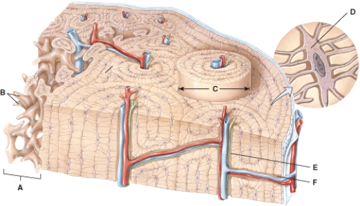 In the diagram,where is the osteon?   A) A B) B C) C D) D E) E