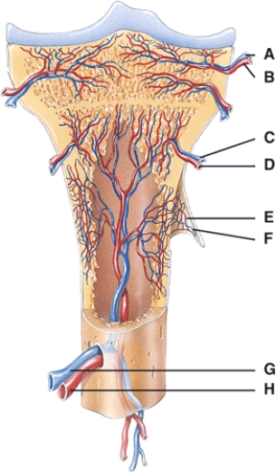 In the diagram,where is the nutrient artery?   A) D B) E C) F D) G E) H