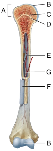 Which of the labeled structures in the diagram consists of thick bundles of collagen fibers that extend into the extracellular bone matrix?   A) A B) B C) C D) D E) F