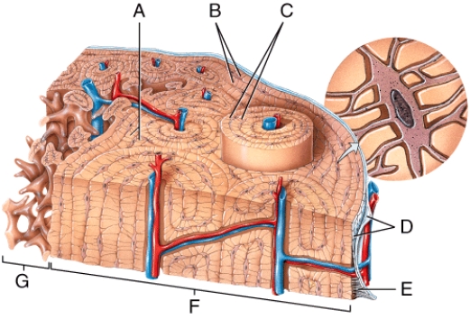 Which of the following labeled structures in the diagram are concentric lamellae?   A) A B) B C) C D) D E) G