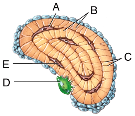 Which labeled structures in the figure are lamellae?   A) A B) B C) C D) D E) E