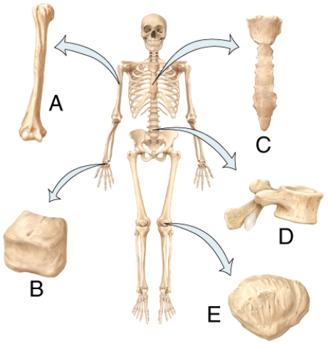 In the diagram,which bone is the short bone?   A) A B) B C) C D) D E) E