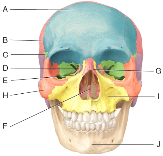 In the diagram,where is the temporal bone?   A) A B) B C) C D) G E) None of the selections are correct