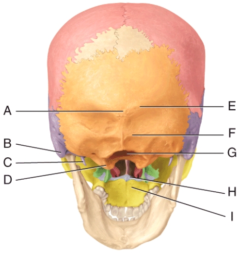 In the diagram,where is the mastoid process?   A) A B) B C) C D) D E) G