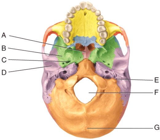 In the diagram,where is the mandibular fossa?   A) B B) C C) D D) E E) F