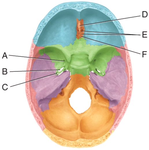 In the diagram,where is the olfactory foramina?   A) C B) D C) E D) F E) G