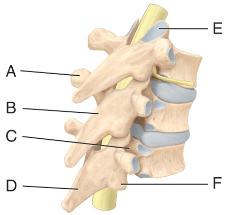 Where is the inferior articular process in the diagram?   A) C B) D C) E D) F E) None of these answer choices are correct.