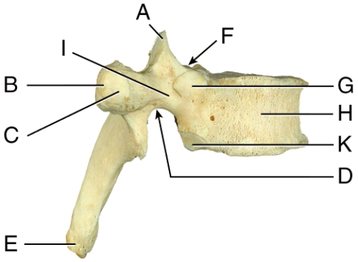 Where is the facet for articular part of the tubercle of the rib?   A) B B) C C) D D) H E) I