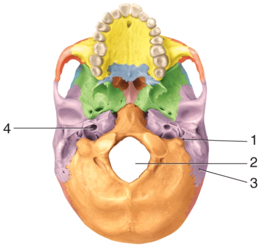 Which of the following structures passes through the opening labeled 4 in the diagram?   A) internal carotid artery B) mental nerve C) cranial nerve XI (accessory nerve)  D) branch of the occipital artery E) cranial nerve VII (facial nerve) 