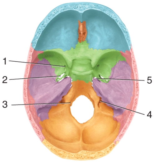 Which of the following structures passes through the opening labeled 1 in the diagram?   A) cranial nerve XII (hypoglossal nerve)  B) internal jugular vein C) branch of ascending pharyngeal artery D) mandibular branch of cranial nerve V (trigeminal nerve)  E) maxillary branch of cranial nerve V (trigeminal nerve) 