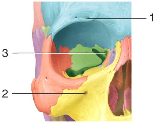 Which of the following structures passes through the opening labeled 1 in the diagram?   A) supraorbital nerve B) cranial nerve II (optic nerve)  C) infraorbital nerve D) cranial nerve I (olfactory nerve)  E) inferior alveolar nerve