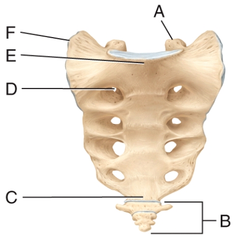 Which structure in the diagram allows for passage of nerves and blood vessels?   A) B B) C C) D D) E E) F