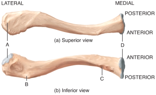 Which site labeled on the diagram is considered the weakest point of the clavicle?   A) A B) B C) C D) D E) None of these choices are correct.