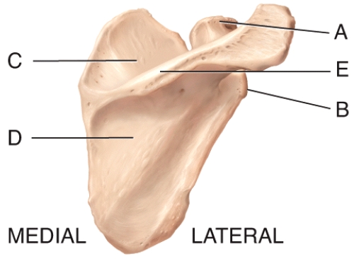 Which of the labeled structures in the diagram serve as attachment sites for tendons of the shoulder muscles?   A) A,B B) B,C,D C) A,B,C, D) A,B,C,D E) A,C,D,E