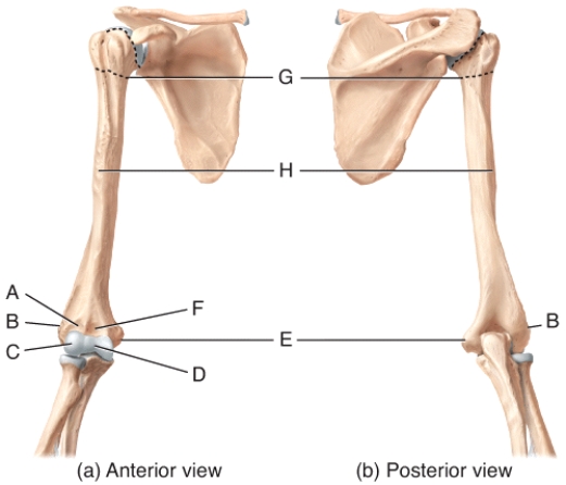 In the diagram of the humerus,where is the olecranon fossa?   A) A B) B C) C D) F E) Not labeled on the diagram