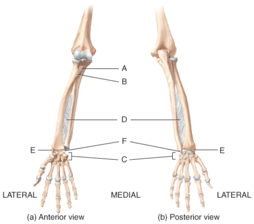 In the diagram of the ulna and radius,where are attachment sites for tendons of the deep skeletal muscles of the forearm?   A) A B) B C) D D) E E) F