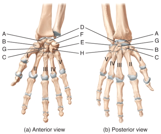 In the diagram of the wrist and hand,where is the capitate bone?   A) D B) E C) F D) G E) H