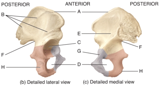 Which structure in the pelvis is where the longest nerve in the body passes?   A) C B) D C) F D) G E) H