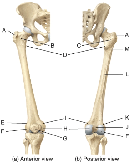 Which of the labeled structures of the femur serve as points of attachment for the tendons of thigh and buttocks muscles?   A) A,B B) A,B,C C) A,D D) A,B,M E) D,M,L