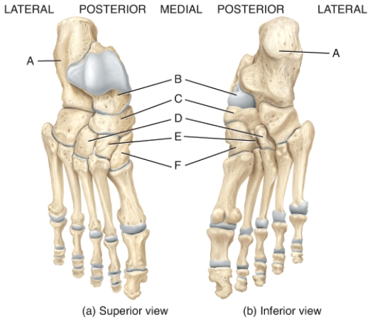 Which labeled bone in the diagram of the foot is the largest and strongest tarsal bone?   A) A B) B C) C D) D E) E