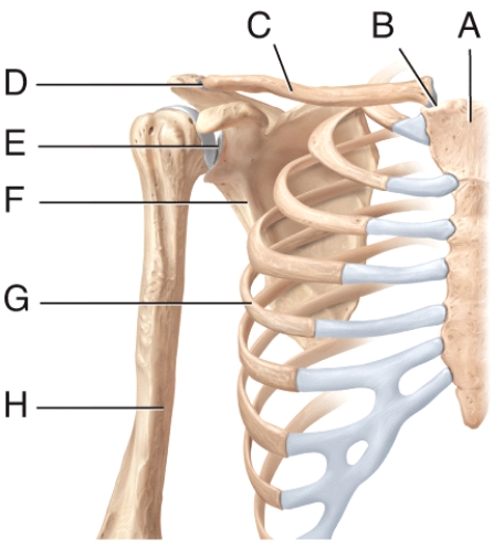 Name the joint labeled E in the diagram.   A) sternoclavicular joint B) acromioclavicular joint C) glenohumeral joint D) costoclavicular joint E) proximal radioulnar joint