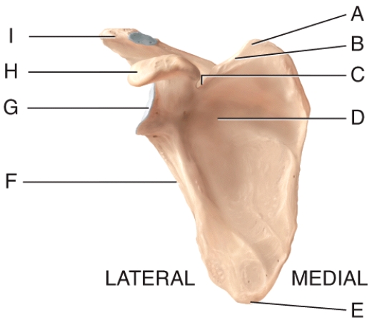 Identify the subscapular fossa in the diagram.   A) G B) I C) H D) E E) D