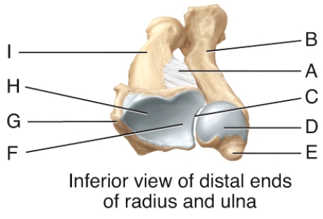 Where on the diagram is the head of the ulna?   A) C B) D C) F D) G E) H