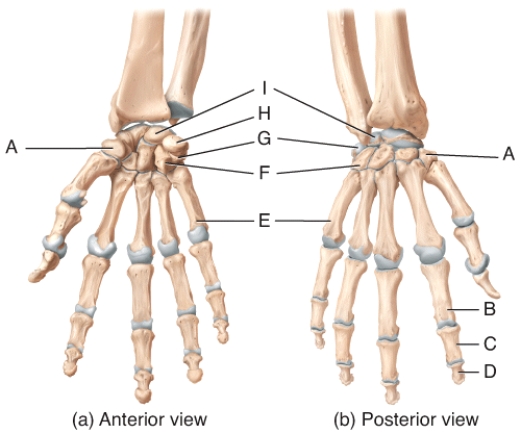 Where on the diagram is the hamate?   A) A B) F C) G D) H E) I