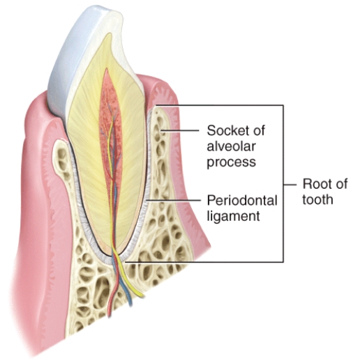 What type of joint is shown in the diagram?   A) Suture B) Synostosis C) Symphysis D) Synovial E) Gomophosis