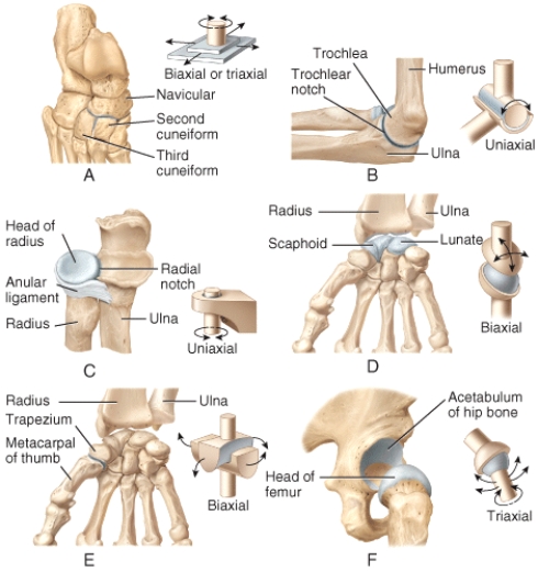 Which of the joints shown in the figure only permits back-and-forth and side-to-side movements between the articulating bones?   A) A B) B C) C D) Both A and B E) Both A and C