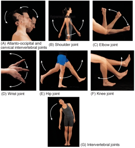 Which of the panels in the figure shows a movement called lateral flexion?   A) B B) F C) G D) D E) C