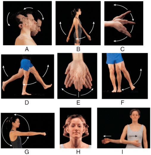 Which of the following types of movement is shown in diagram E?   A) supination B) circumduction C) pronation D) rotation E) adduction