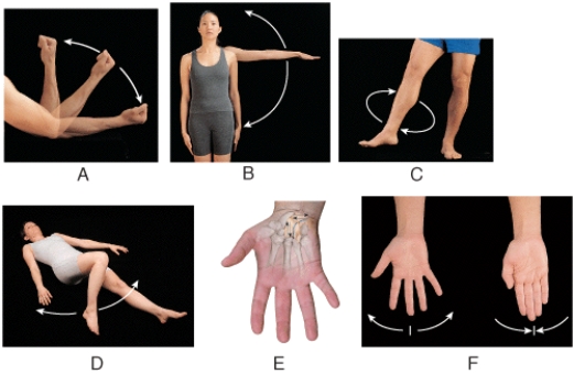 Which two panels in the figure show a movement of a bone away from the midline of the body?   A) A and B B) B and D C) D and E D) F and A E) B and F