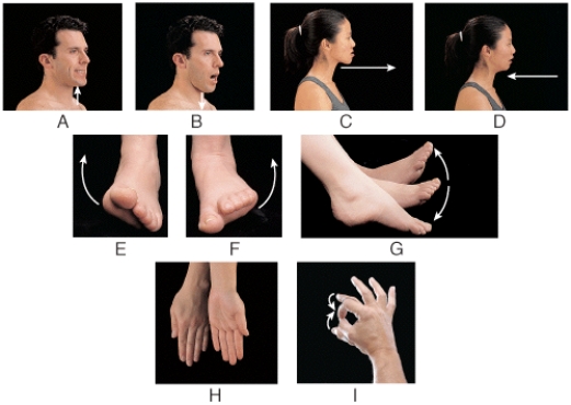 Which panel in the figure shows an example of the movement termed elevation?   A) A B) B C) E D) F E) G