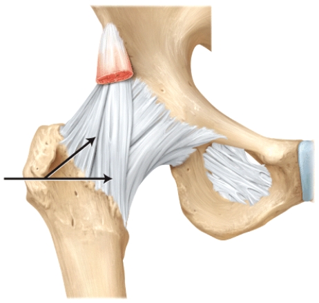 The line is pointing to the _______ ligament.   A) pubofemoral B) ischiofemoral C) iliofemoral D) patellar