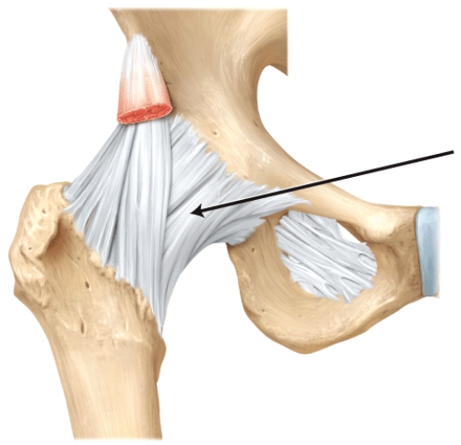 The line is pointing to the _______ ligament.   A) pubofemoral B) ischiofemoral C) iliofemoral D) patellar