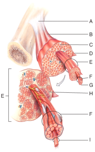 Which of the following structures are made of dense regular connective tissue?   A) F B) A C) I D) Both F and I E) All of these choices.