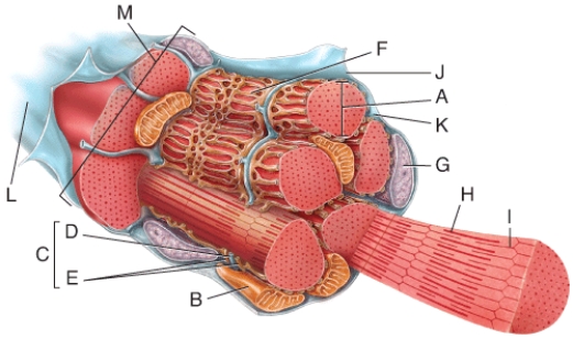 In the diagram,what structure is filled with mostly interstitial fluid?   A) G B) E C) D D) F E) B