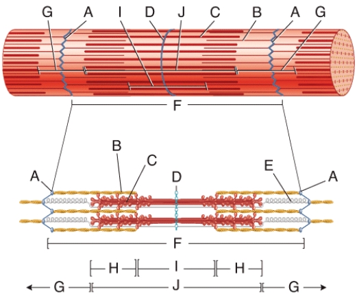 In the diagram,where is the zone of overlap?   A) E B) F C) G D) H E) I